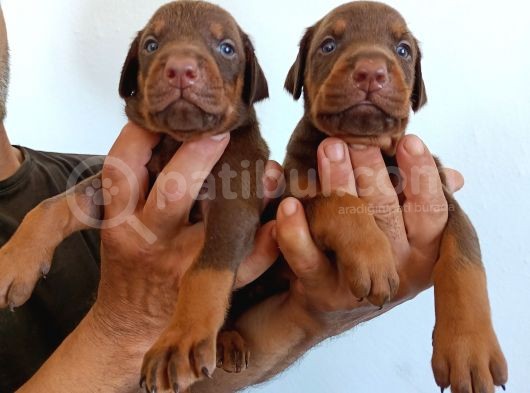 King Doberman Safkan Kızıl/Siyah Yavrularımız