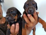 King Doberman Safkan Kızıl/Siyah Yavrularımız