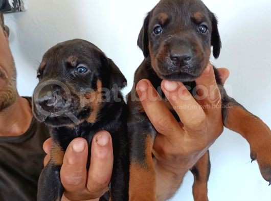 King Doberman Safkan Kızıl/Siyah Yavrularımız görsel