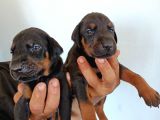 King Doberman Safkan Kızıl/Siyah Yavrularımız