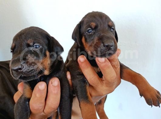 King Doberman Safkan Kızıl/Siyah Yavrularımız görsel