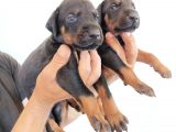 King Doberman Safkan Kızıl/Siyah Yavrularımız