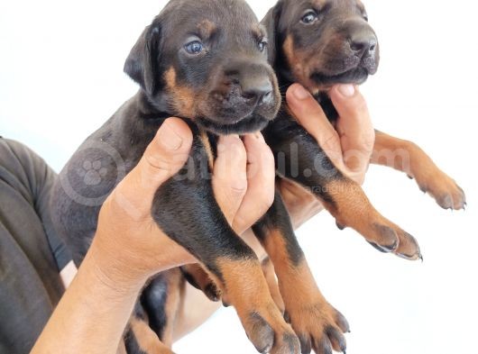 King Doberman Safkan Kızıl/Siyah Yavrularımız görsel