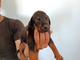 King Doberman Safkan Kızıl/Siyah Yavrularımız