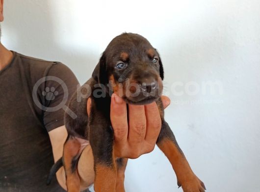 King Doberman Safkan Kızıl/Siyah Yavrularımız görsel