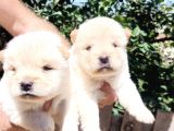 Ayı Surat Mükemmel Chow Chow Bebekler