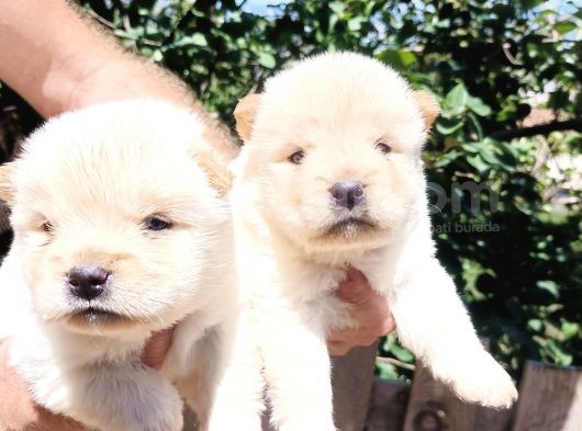 Ayı Surat Mükemmel Chow Chow Bebekler görsel