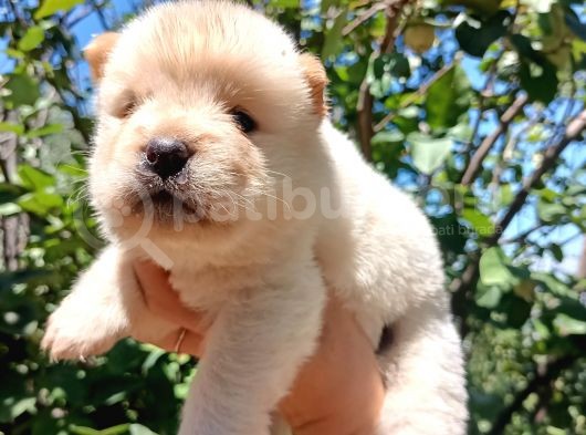Ayı Surat Mükemmel Chow Chow Bebekler görsel