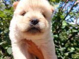 Ayı Surat Mükemmel Chow Chow Bebekler