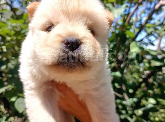 Ayı Surat Mükemmel Chow Chow Bebekler görsel