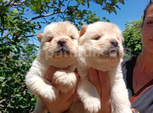 Ayı Surat Mükemmel Chow Chow Bebekler görsel