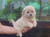 Maltipoo