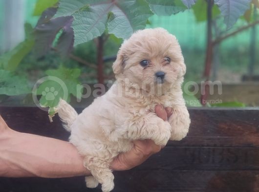 Maltipoo