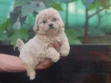 Maltipoo