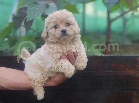 Maltipoo görsel