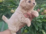 Maltipoo