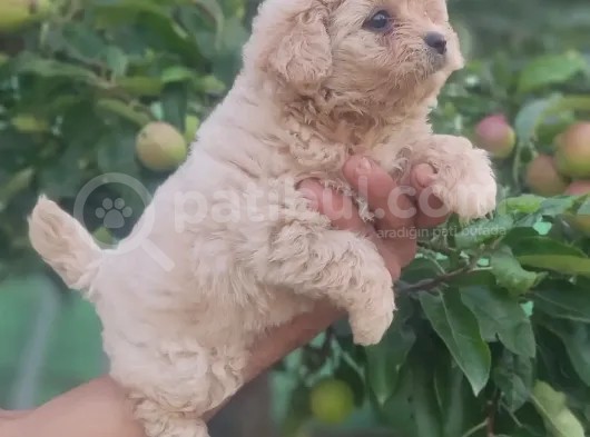 Maltipoo görsel