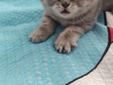 British Shorthair Yavrular