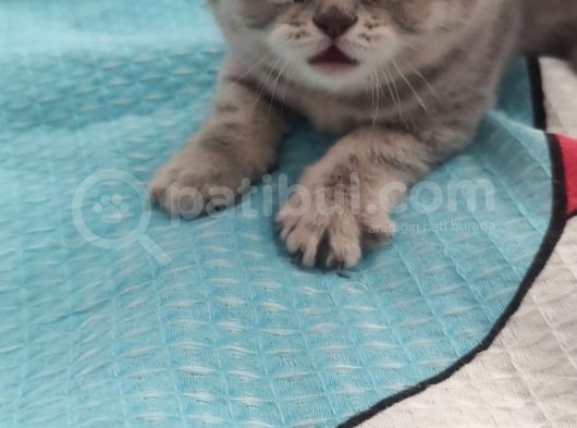 British Shorthair Yavrular görsel