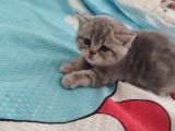 British Shorthair Yavrular