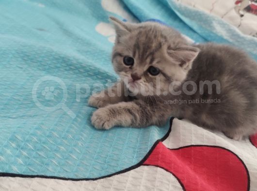 British Shorthair Yavrular görsel
