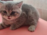 British Shorthair Yavrular