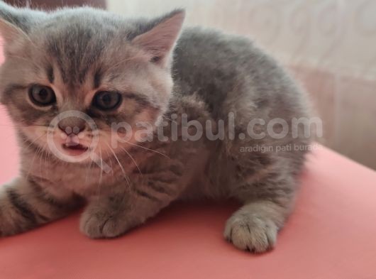British Shorthair Yavrular
