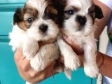 Mükemmel Shih Tzu Bebekler