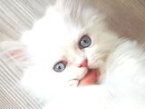 İran Persian Dolface Mavi Göz Longhair Bebeğim
