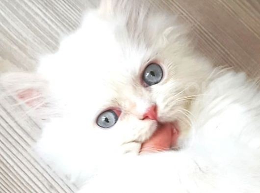 İran Persian Dolface Mavi Göz Longhair Bebeğim görsel