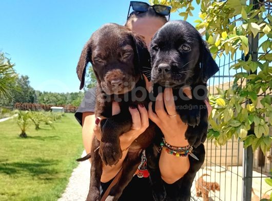 Mükemmel Kalite Labrador Yavrularım