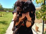 Mükemmel Kalite Labrador Yavrularım