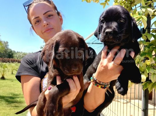 Mükemmel Kalite Labrador Yavrularım görsel