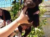 Mükemmel Kalite Labrador Yavrularım