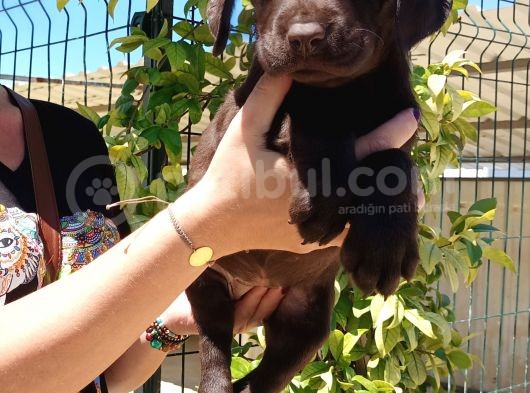 Mükemmel Kalite Labrador Yavrularım görsel