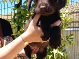 Mükemmel Kalite Labrador Yavrularım