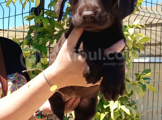 Mükemmel Kalite Labrador Yavrularım görsel