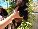 Mükemmel Kalite Labrador Yavrularım
