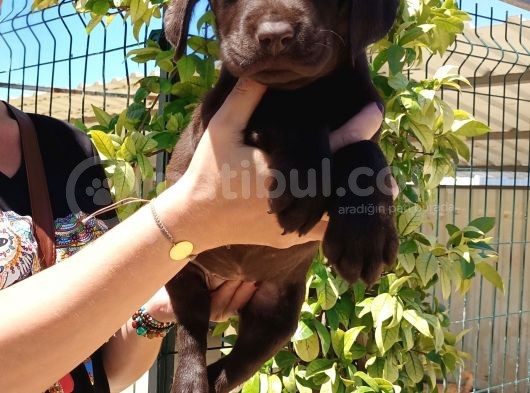 Mükemmel Kalite Labrador Yavrularım görsel