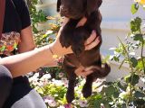 Mükemmel Kalite Labrador Yavrularım