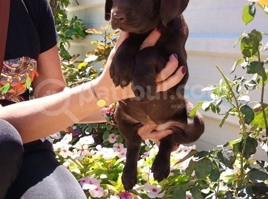 Mükemmel Kalite Labrador Yavrularım görsel