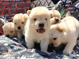 Ayı Surat Mükemmel Chow Chow Bebekler