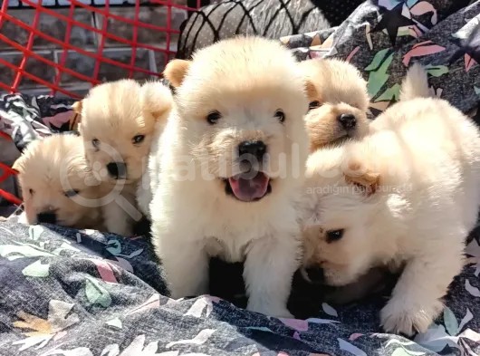 Ayı Surat Mükemmel Chow Chow Bebekler