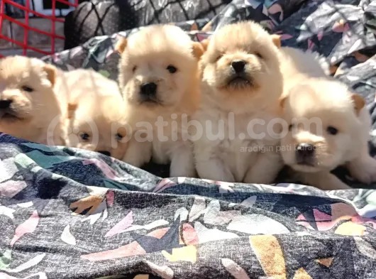 Ayı Surat Mükemmel Chow Chow Bebekler görsel