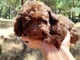 Çok Tatlı Çikolata Toy Poodle