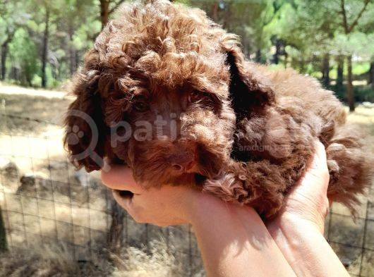 Çok Tatlı Çikolata Toy Poodle görsel