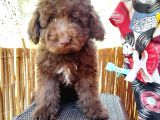 Çok Tatlı Çikolata Toy Poodle