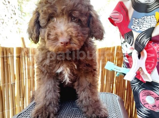 Çok Tatlı Çikolata Toy Poodle görsel