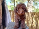 Çok tatlı Çikolata Toy Poodle
