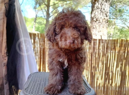 Çok Tatlı Çikolata Toy Poodle